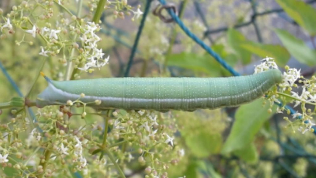 Macroglossa stellatarum? Bruco - S